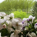 Happiness In The Country