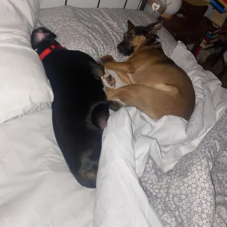 Happiness In The Country بريشيلّو