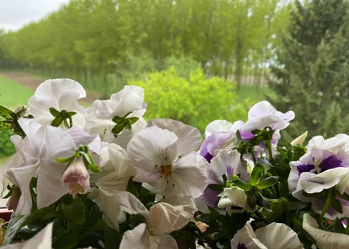 Happiness In The Country