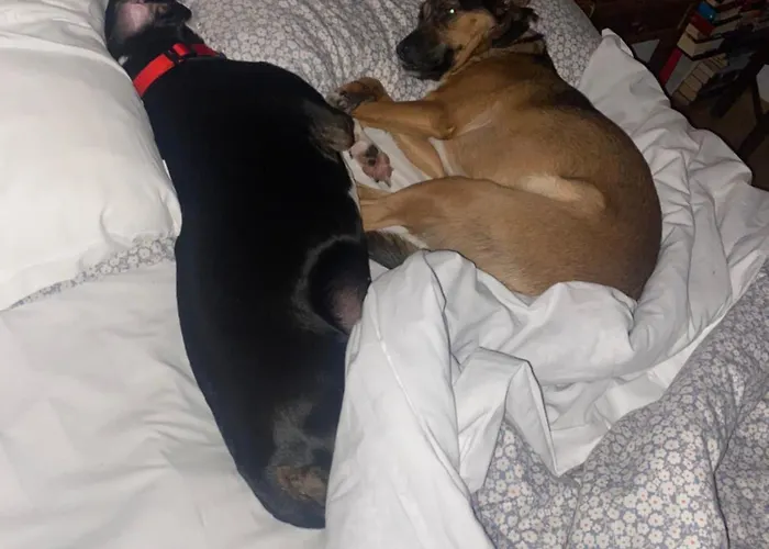 Happiness In The Country Brescello